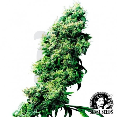 Four Way Regular cannabis plant Four Way Regular cannabis plant