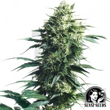 Mother's Finest Regular de Sensi Seeds - Grow Barato