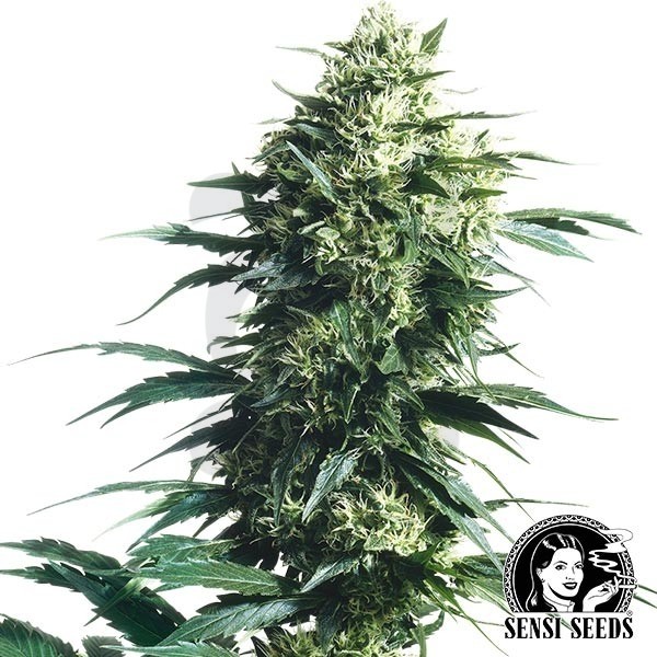 Mother's Finest Regular de Sensi Seeds - Grow Barato
