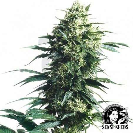 Mother's Finest Regular de Sensi Seeds - Grow Barato Mother's Finest Regular de Sensi Seeds - Grow Barato