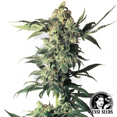 Northern Lights Regular de Sensi Seeds - Grow Barato Northern Lights Regular de Sensi Seeds - Grow Barato