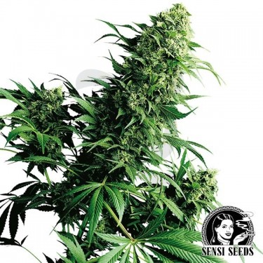 Shiva Shanti II Regular de Sensi Seeds - Grow Barato
