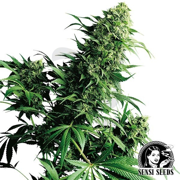Shiva Shanti II Regular de Sensi Seeds - Grow Barato