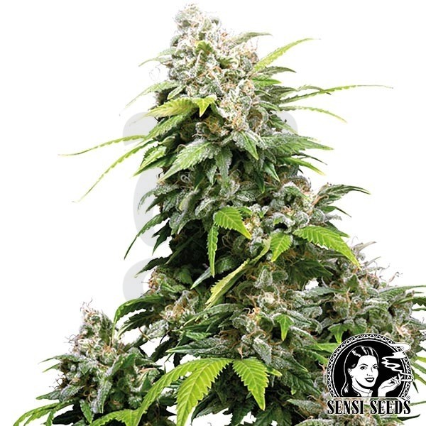 California Indica Regular de Sensi Seeds - Grow Barato