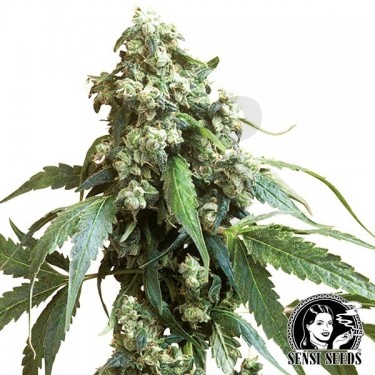 Jack Flash Regulares de Sensi Seeds - Grow Barato