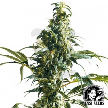 Mexican Sativa Regular de Sensi Seeds - Grow Barato