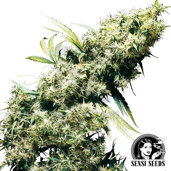 Jamaican Pearl Regular de Sensi Seeds - Grow Barato
