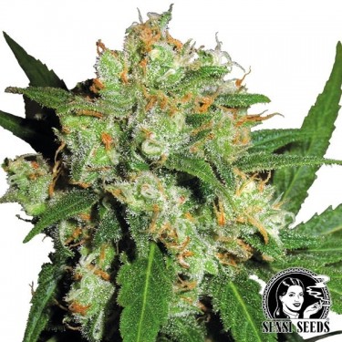 Sensi Skunk Regulares de Sensi Seeds - Grow Barato