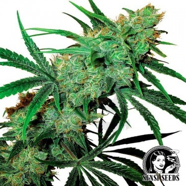 Fruity Juice Regular de Sensi Seeds - Grow Barato