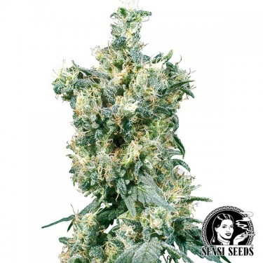 American Dream Regular de Sensi Seeds - Grow Barato