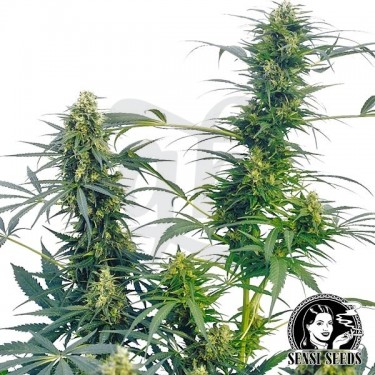 Guerrilla ́s Goto Regular de Sensi Sementes - Grow Barato