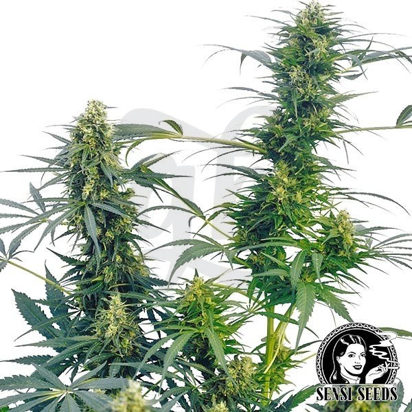 Guerrilla´s Gusto Regular de Sensi Seeds - Grow Barato
