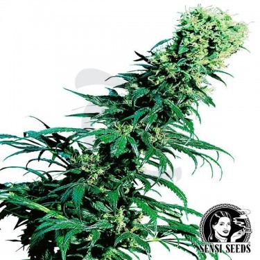 Early Pearl Regular Semi Sensi Seeds.