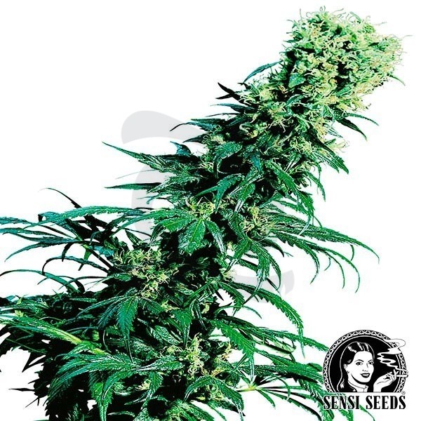 Early Pearl Regular Semi Sensi Seeds.