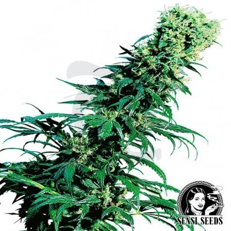 Early Pearl Regular Semillas Sensi Seeds - Grow Barato Early Pearl Regular Semillas Sensi Seeds - Grow Barato