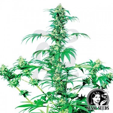 Early Girl Regular Semillas Sensi Seeds - Grow Barato
