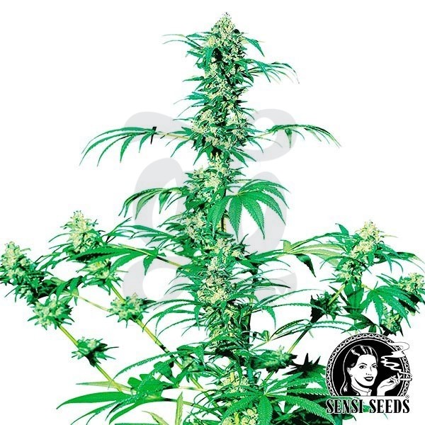 Early Girl Regular del banco Sensi Seeds.