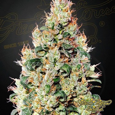 Exodus Cheese Auto CBD Green House Seeds - Grow Barato