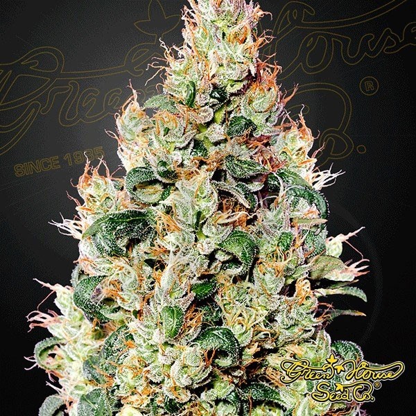 Exodus Cheese Auto CBD Green House Seeds - Grow Barato