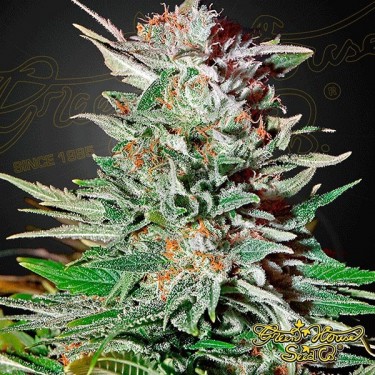 Super Lemon Haze Auto de Green House Seeds - Grow Barato