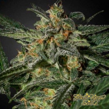 White Widow Auto de Green House Seeds - Grow Barato