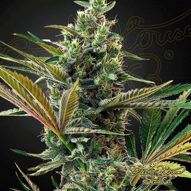 Super Lemon Haze Auto CBD de Green House - GB