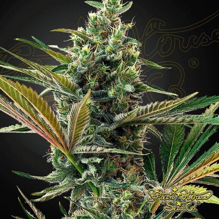 Super Lemon Haze Auto CBD de Green House - GB Super Lemon Haze Auto CBD de Green House - GB