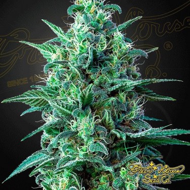 White Widow Auto CBD de Green House - GB