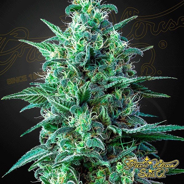 White Widow Auto CBD de Green House - GB