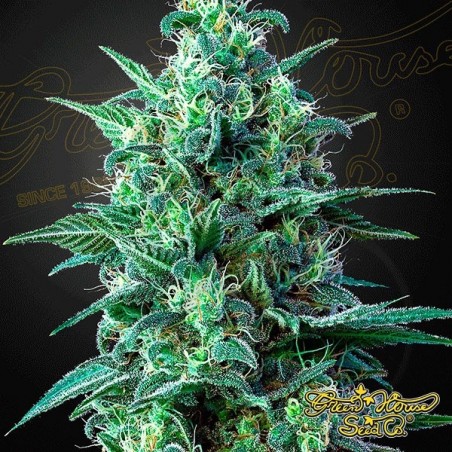 White Widow Auto CBD de Green House - GB White Widow Auto CBD de Green House - GB
