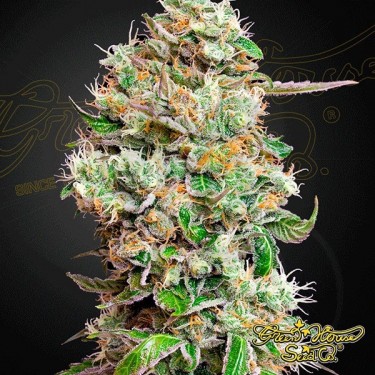 King's Kush CBD Auto Green House Seeds - Grow Barato