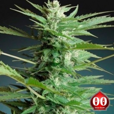 Auto Sweet Dwarf planta de marihuana