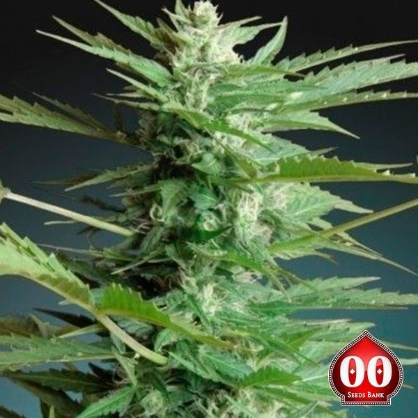 Auto Sweet Dwarf planta de marihuana