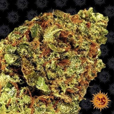 Auto Watermelon Zkittlez de Barney's Farm - Grow Barato Auto Watermelon Zkittlez de Barney's Farm - Grow Barato