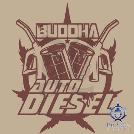 Buddha Auto Diesel semillas de Buddha Seeds - Grow Barato Buddha Auto Diesel semillas de Buddha Seeds - Grow Barato