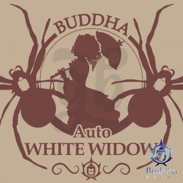 Buddha Auto White Widow