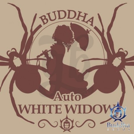 Buddha Auto White Widow Buddha Auto White Widow
