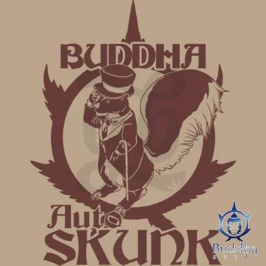 Buddha Auto Skunk de Buddha Seeds Auto - Grow Barato