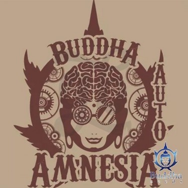 Buddha Auto Amnesia femminizzata Buddha Seeds