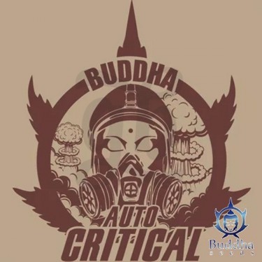 Buddha Auto Critical de Buddha Seeds - Grow Barato