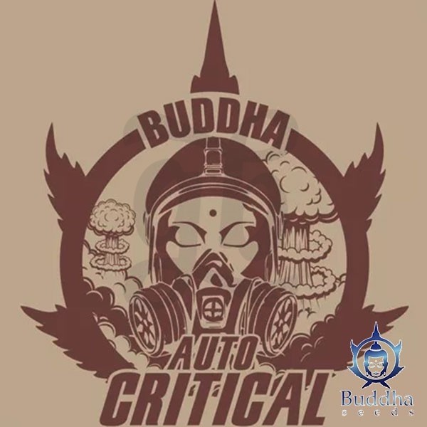Buda Auto Crítica de Buddha Seeds - Crescer Barato