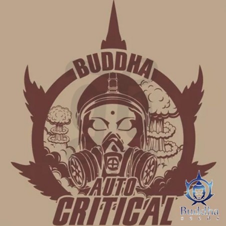 Buddha Auto Critical de Buddha Seeds - Grow Barato