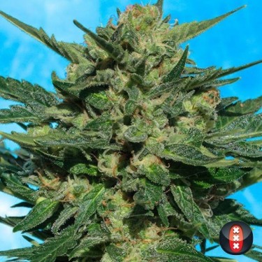 White Russian Auto de Serious Seeds - Grow Barato