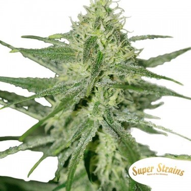 Automatic Fini de Super Strains Seeds - Grow Barato