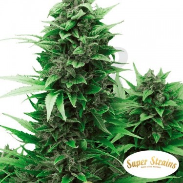 Turing Auto del banco Super Strains Seeds.