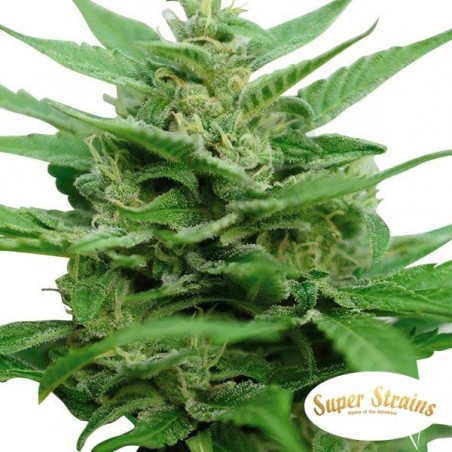 DFA Autoflowering Super Strains Seeds - Grow Barato DFA Autoflowering Super Strains Seeds - Grow Barato