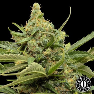 Maxi Gom de grass o matic autofloreciente - Grow Barato
