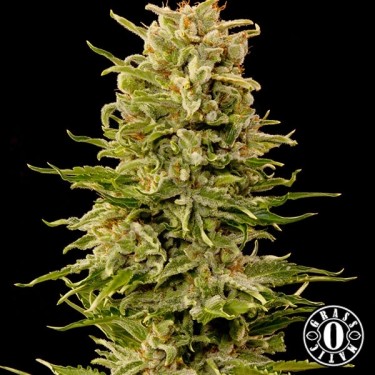 Auto AK de Grass-o-Matic feminizada - Grow Barato