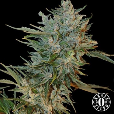 Haze Gom autofloreciente de grass-o-matic - Grow Barato