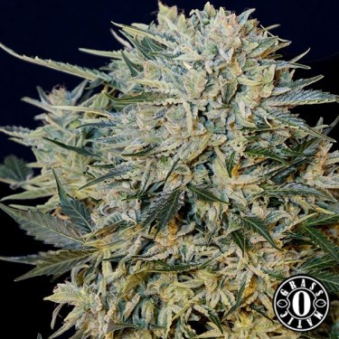 Auto Sugar Gom de Grass-o-Matic Seeds - Grow Barato